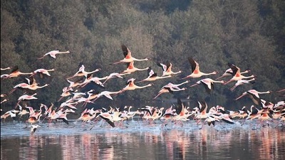National wildlife board gives nod to more power lines through flamingo sanctuary