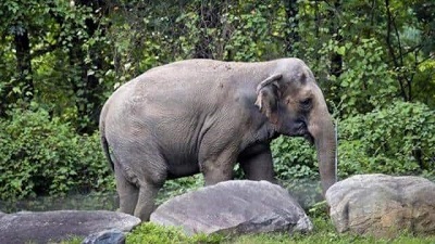 Karnataka’s wild elephant population rises to 6,395 Forest department census