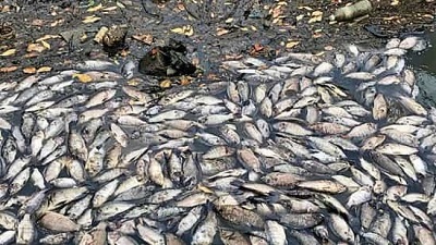 Dead fish surface in Airoli creek; locals blame pollution, fumigation