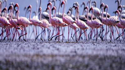 The International Wetlands Convention has given Thane Creek Flamingo Sanctuary the status of a Ramsar site