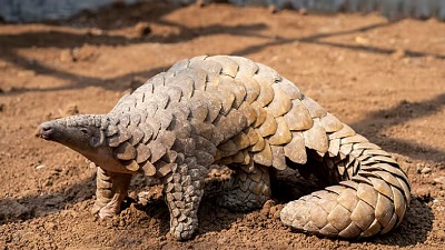 Global trafficking of pangolin scales, elephant ivory plummets post-pandemic