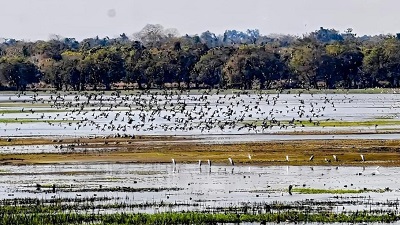 Push for Ramsar site tag for wetlands in Assam wildlife sanctuary