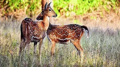 300 deer to be shifted from city zoo to PTR to increase prey base of big cats