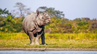 Indias one horned Asian rhino population triples in four decades