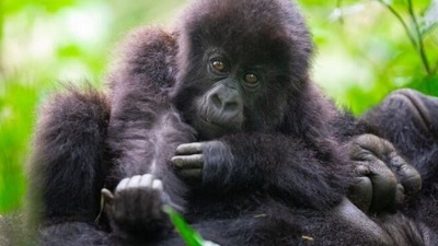 Amid conflict and poaching tech helps boost mountain gorilla numbers