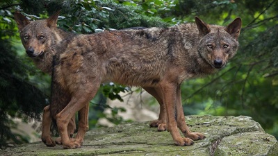 The Iberian wolf is extinct in Spain’s Andalusia: Report