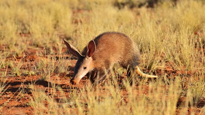 Aardvarks are crucial for sub-Saharan Africa’s ecosystem — but climate change is impacting their chances of survival