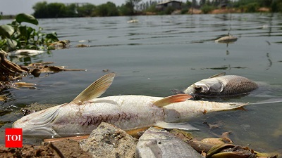 ‘Plastic pollution caused fish deaths in Teppakulam’