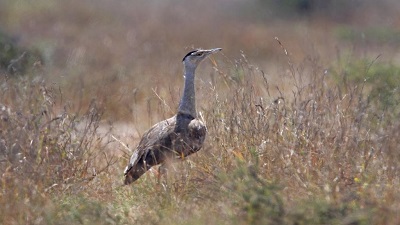 Can India have ‘Project Great Indian Bustard’, apex court asks during hearing on GIB deaths