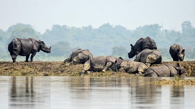 One-horned rhino population crosses 4,000 mark  