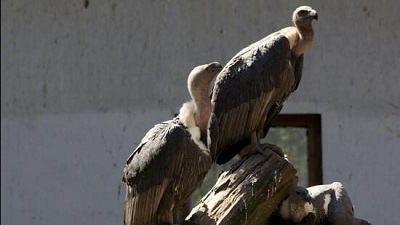 Vultures in BNHS centres to be released amid financial difficulties