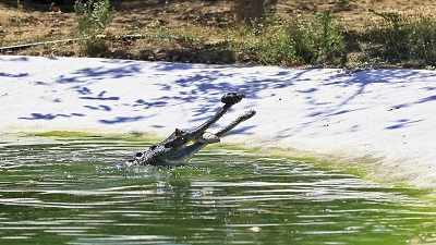 Critically endangered gharial spotted in Assams Kaziranga after years