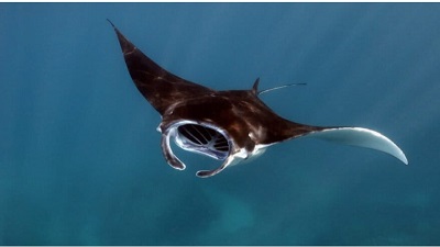 Mining the deep-sea could further threaten endangered sharks and rays