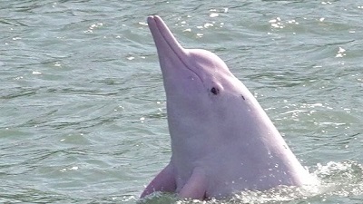 Toxic waste from screens ends up in endangered dolphins, study finds