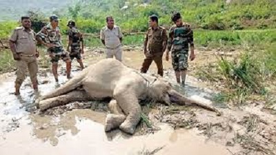 State lost 245 elephants in 3 years since 2019: Minister
