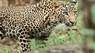 Uttarakhand rescue centres overflow as human wildlife conflict intensifies