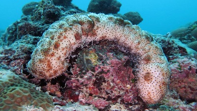 Sea cucumbers most frequently trafficked marine species in India between 2015 and 2021: Analysis