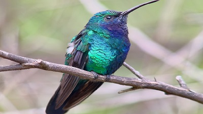 Once lost, now found: Five &ldquo;missing&rdquo; bird species rediscovered in 2025, offering hope