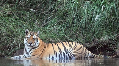 Global Tiger Day: Proud to say India is home to 70% of its global population, says PM Modi