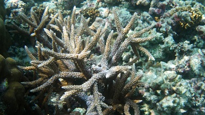 Lakshadweep’s coral reefs have halved in last 24 years — and they need time to recover