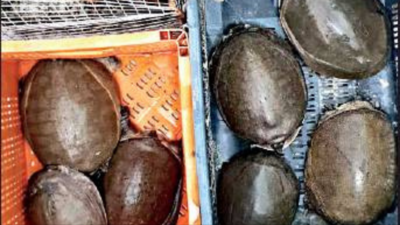 Jaipur: Trader arrested for selling 7 endangered rare turtles & hare