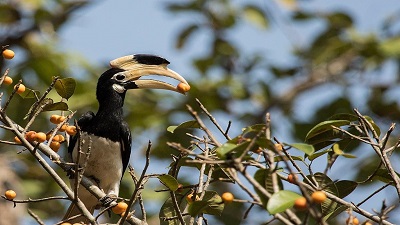 Climate crisis in forests: Dandeli losing its distinctive grasses & hornbills to erratic weather