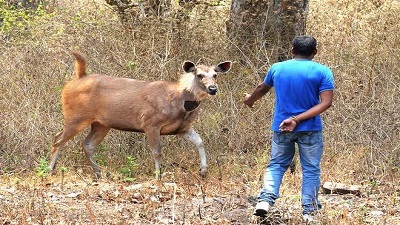 The menace of feeding wildlife continues in Bandipur