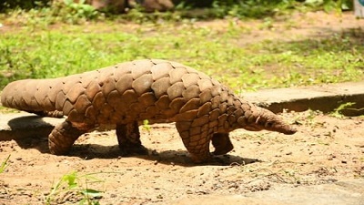 Manipur villages unite to protect endangered Pangolins along Indo-Myanmar border