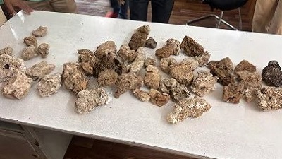 Illegal wildlife trade increases 198kg of coral stones seized