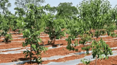 Over 1k saplings planted near Yarandahalli lake