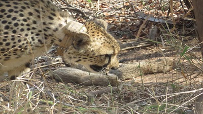 South African cheetah gives birth to five cubs in Kuno