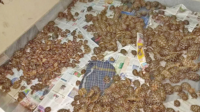 Over 200 endangered star tortoises seized in Sri Lanka