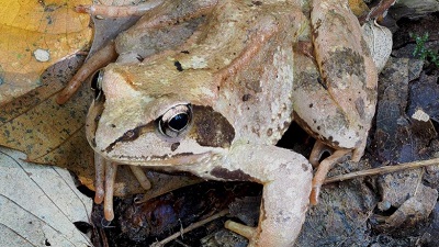 Global warming is turning frogs&rsquo; sex reversal into an extinction risk