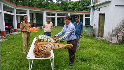 1,059 tiger deaths in 10 years, most in Madhya Pradesh: NTCA