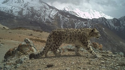 Himachal Pradesh home to 83 snow leopards, reveals second state-wide population assessment