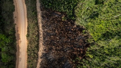 State of the World’s Forests 2024: Global efforts curb deforestation, but threats to forests from wildfires and pests remain