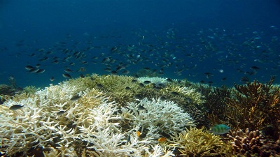 Climate risk index shows threats to 90% of the world’s marine species