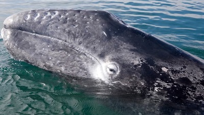 Pacific gray whales facing &lsquo;catastrophic&rsquo; die-off as climate crisis hits food supply
