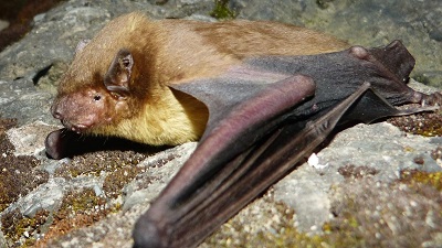 India&rsquo;s wind farms might be endangering bats, say wildlife experts