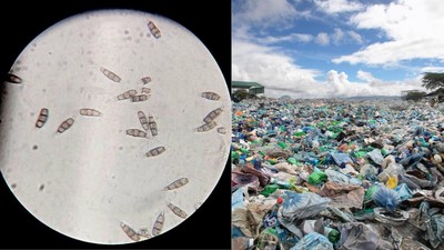 Scientists discovered a plastic-eating fungus in the Amazon rainforest that survives without oxygen and could one day help tackle landfill waste worldwide