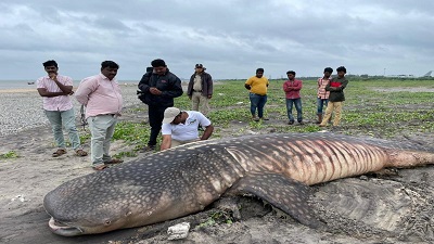 Wildlife Trust of India to launch year-long ‘save the Whale Shark campaign’ in Karnataka, Kerala, Lakshadweep on August 30