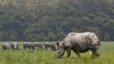 Assam NGT team finds brick kilns within proposed ESZ of wildlife sanctuary