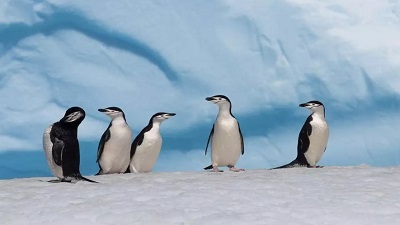 Penguins may help in counteracting climate change! Researchers reveal how