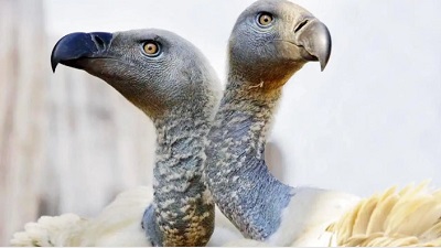 123 vultures poisoned die in South African wildlife park