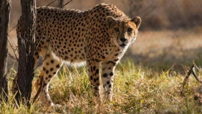 South African cheetah Uday did not die of infectious disease, 5 more cheetahs to be released in June: Environment ministry
