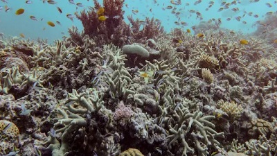 Can coral reefs be saved Mass bleaching spreads from India to Great Barrier Reef