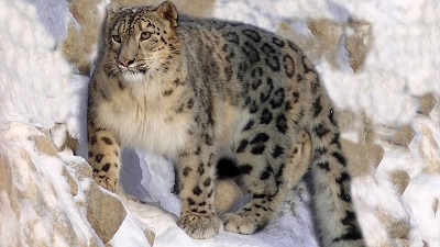 Meet the endangered species that are surviving in India&rsquo;s national parks