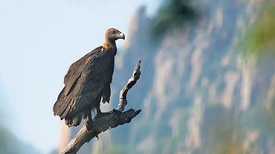 246 vultures in three southern states, Tamil Nadu favourite habitat, finds census