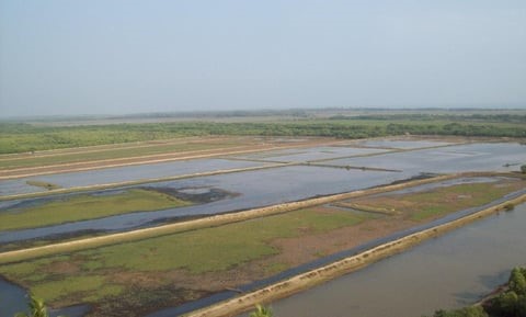 As Cyclone Dana nears, Odisha villages stripped of mangrove protection lie defenceless