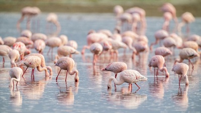 Flamingos under threat: Climate impact jeopardising delicate balance of Tanzania’s Lake Natron